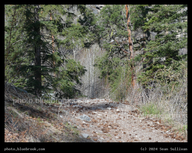 Pine Cones on a Trail - Mill Creek Trail, Hamilton MT