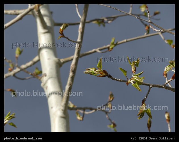 Quaking Aspen Awakens - Corvallis MT