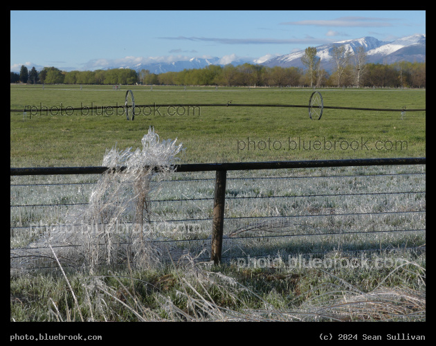 Irrigation Frost - At sunrise, Victor Crossing MT