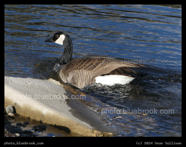 Goose and Concrete Block - Demmons Fishing Access, Hamilton MT