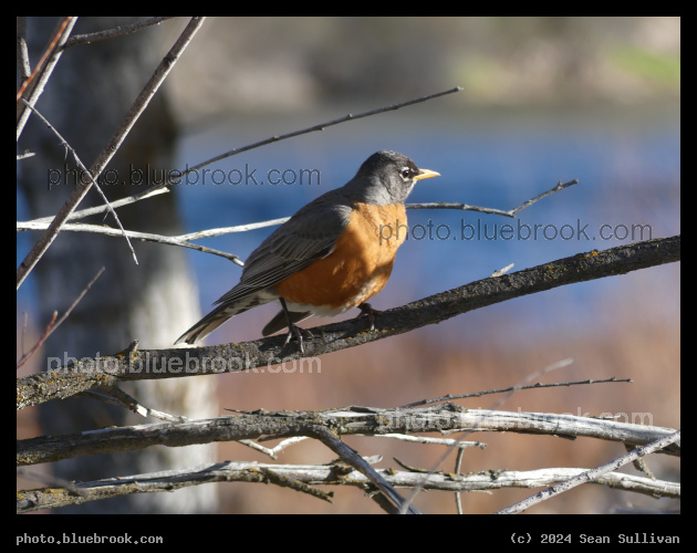 Riverside Robin - Demmons Fishing Access, Hamilton MT