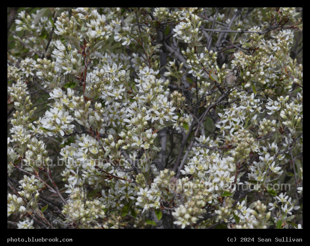 Bush of White Flowers - Stevensville MT