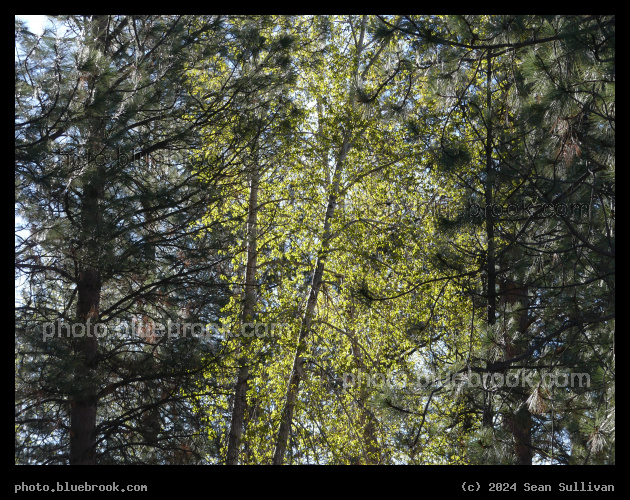 Sunlight on May Trees - Steve Powell Park, Hamilton MT