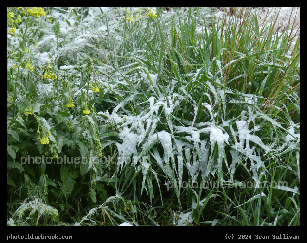 May Flowers with Snow - Corvallis MT