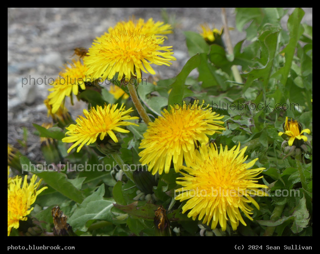 Yellow Blooms - Corvallis MT