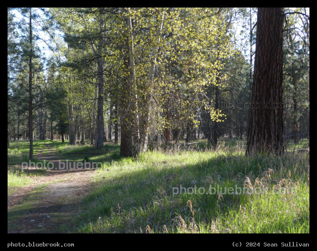 Path in Sunlit Woods - Steve Powell Park, Hamilton MT