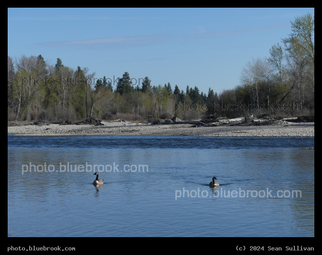 Two Geese at Tucker Crossing - Bitterroot River at Tucker Crossing, MT