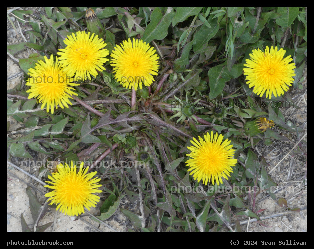 Dandelion Constellation - Corvallis MT