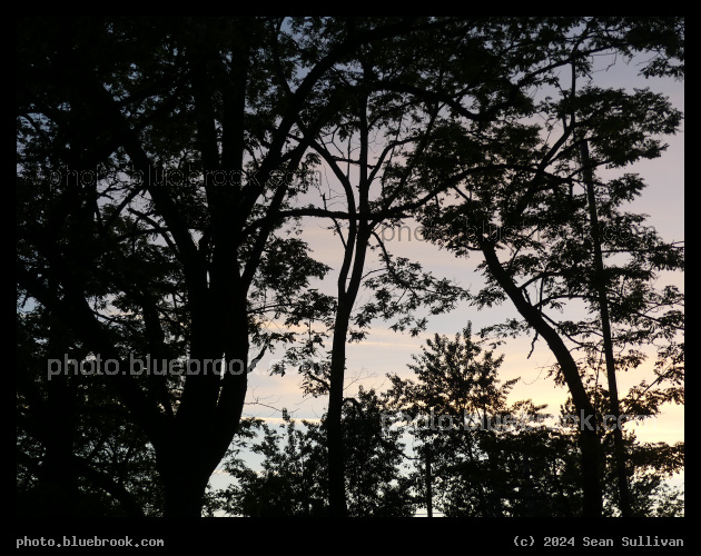 Silhouettes of Curving Trees - Lewis and Clark Recreation Area, Multnomah County OR