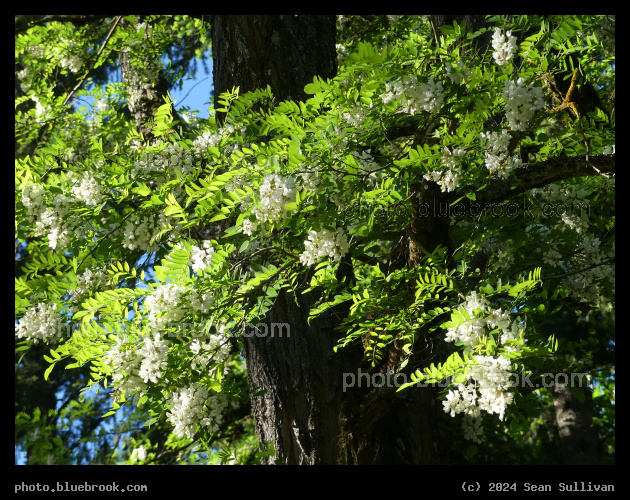 White Tree Blossoms - Lewis and Clark Recreation Area, Multnomah County OR