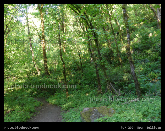 Pointalism of Green Leaves - Lewis and Clark Recreation Area, Multnomah County OR