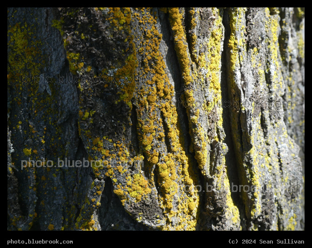 Splash of Yellow - Sprague WA