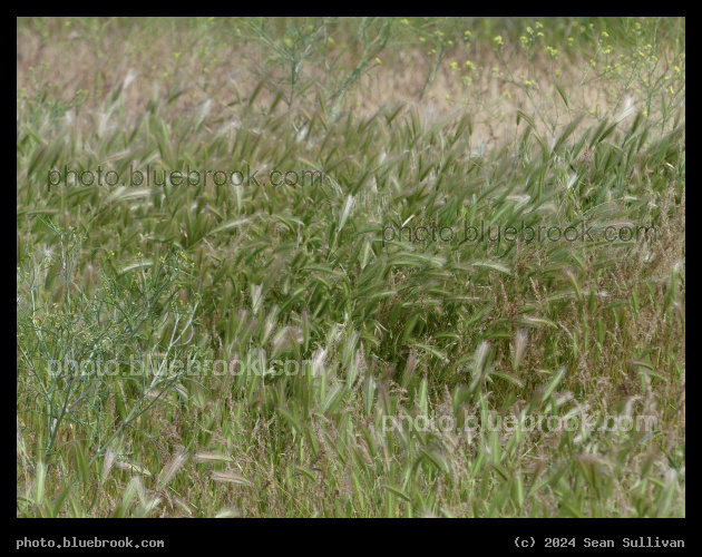 Grasses at Boardman - Boardman OR