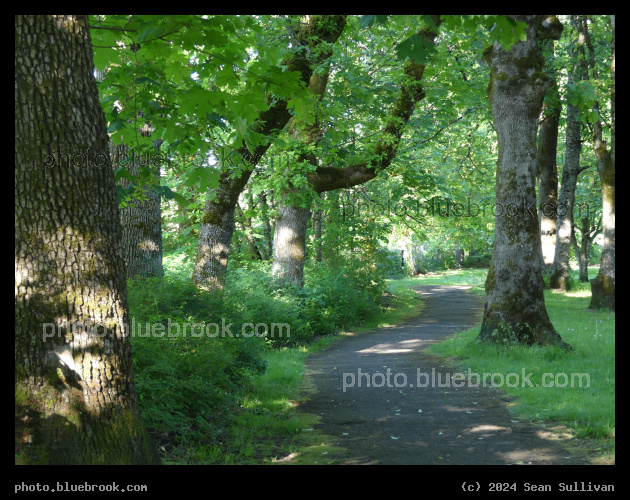 Path through Green Woods - Lewis and Clark Recreation Area, Multnomah County OR