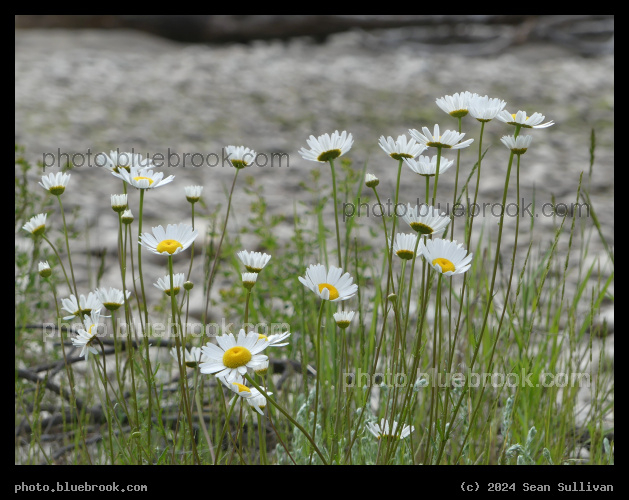 Blooming Daisies - Bell Crossing MT