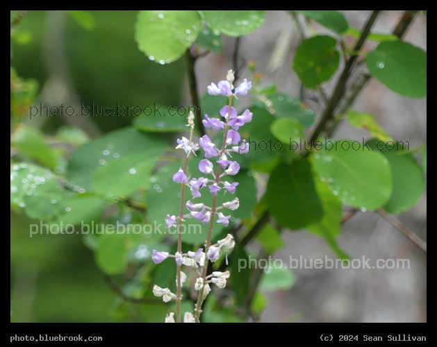 Little Purple Flowers - Sweathouse Creek Trail, Victor MT