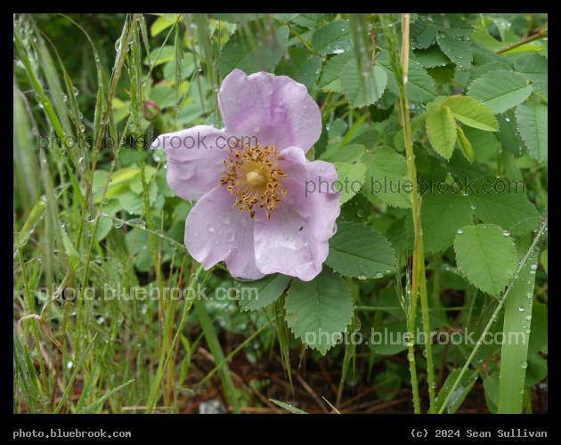 Wild Rose - Sweathouse Creek Trail, Victor MT