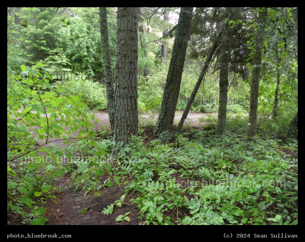 Green Morning - Sweathouse Creek Trail, Victor MT