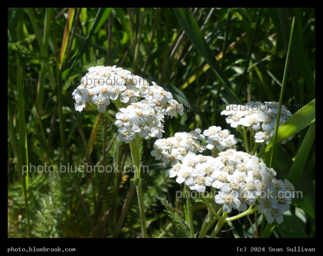 Yarrow Transplant - Corvallis MT