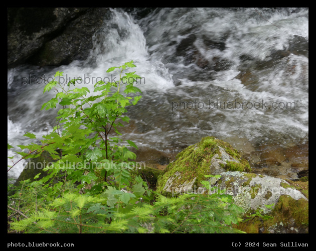 Sweathouse Creek in June - Sweathouse Creek, Victor MT