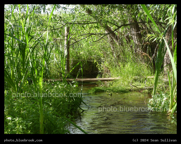 Footbridge in June - Corvallis MT