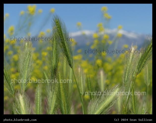 Grasses with Mustard and Mountains - Corvallis MT