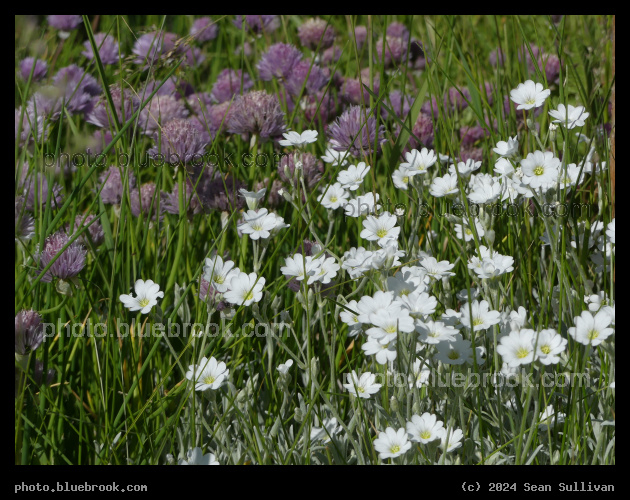 Purple and White Flowers - Corvallis MT