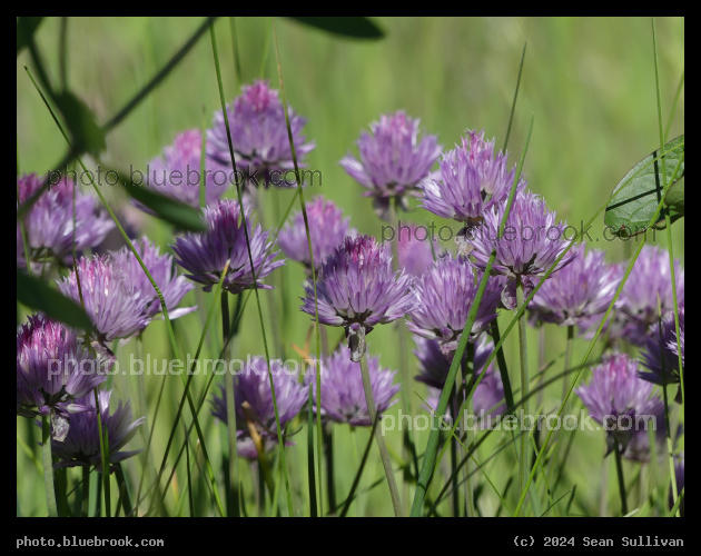 Chive Garden - Corvallis MT