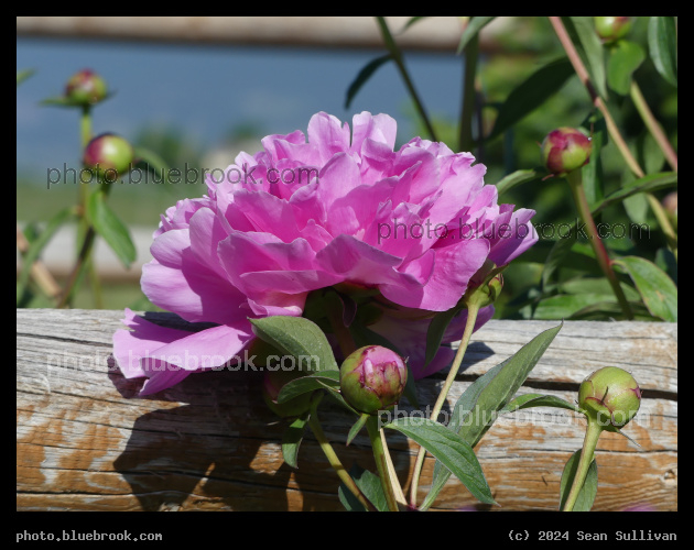 Rustic Peony - Corvallis MT