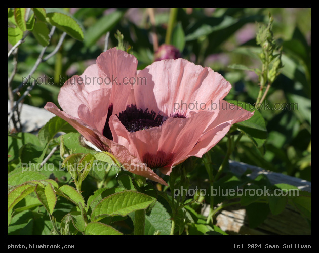 Giant Poppy - Corvallis MT