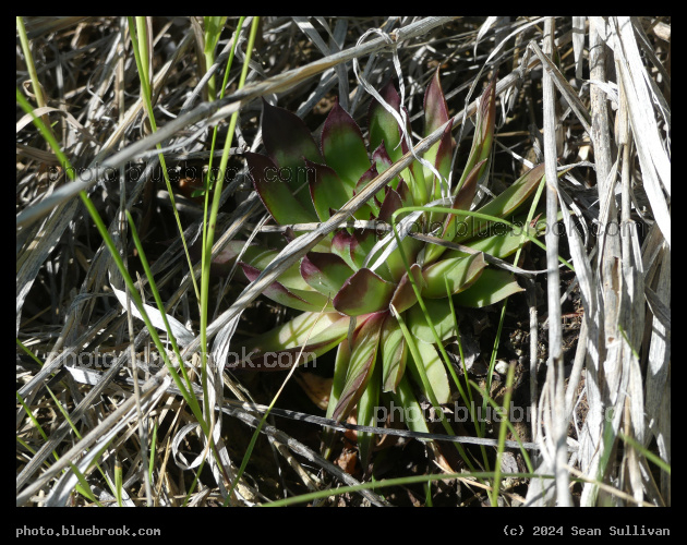 Obscured Hen and Chicks - Corvallis MT