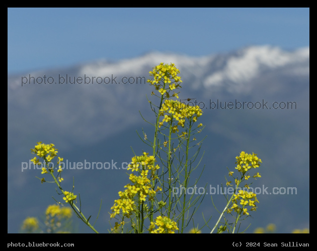 Mustard Flowers - Corvallis MT