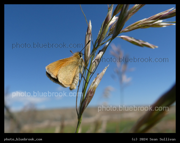 Alight on Grass - Corvallis MT