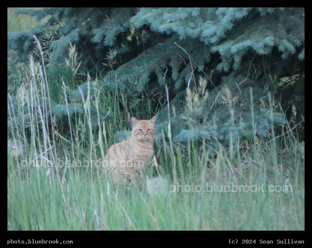 Watching beneath the Evergreen - Corvallis MT