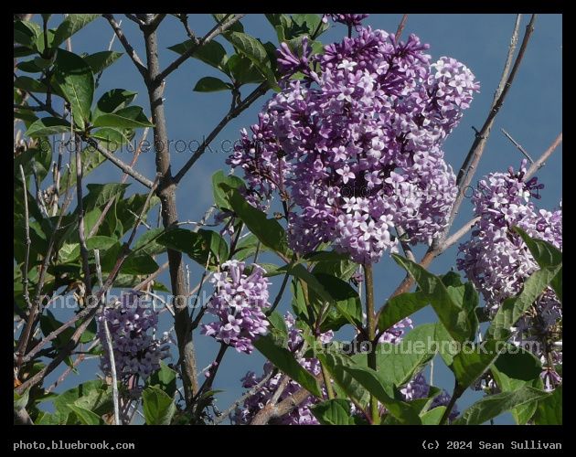 Lilac Flowers and Leaves - Corvallis MT