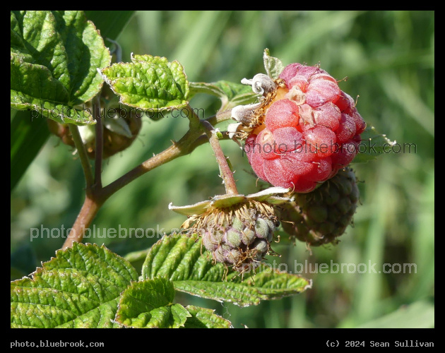 Developing Raspberries - Corvallis MT