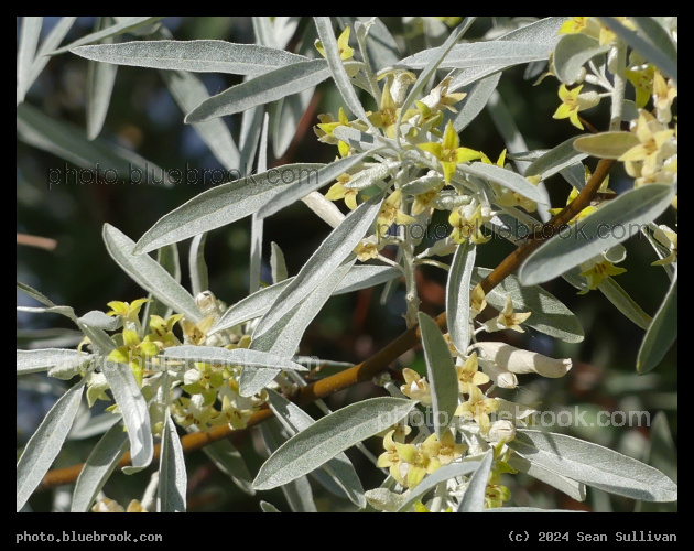 Russian Olive Details - Corvallis MT