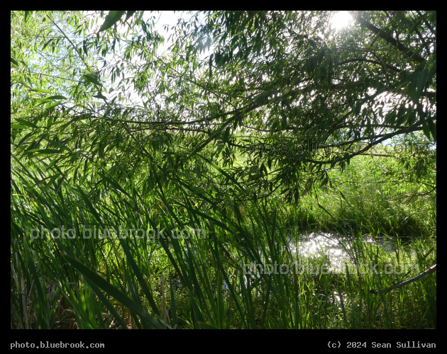 Veil of Willow and Grass - Corvallis MT