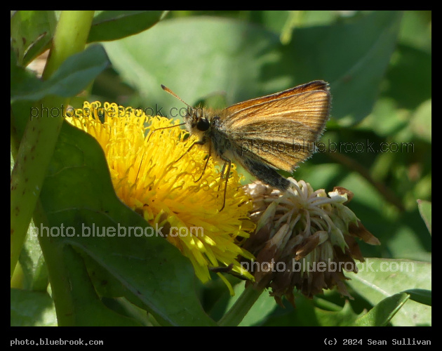 Dandelion among Clover - Corvallis MT