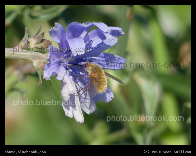 Bee Fly at a Chicory Flower - Corvallis MT