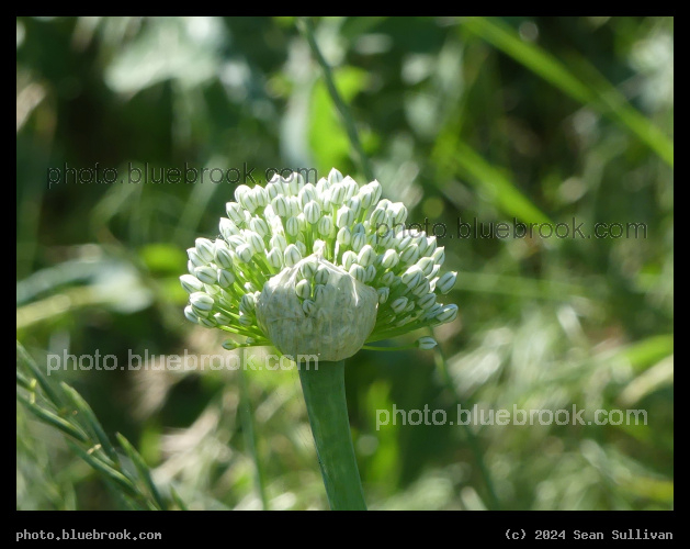 Onion Flowers - Corvallis MT