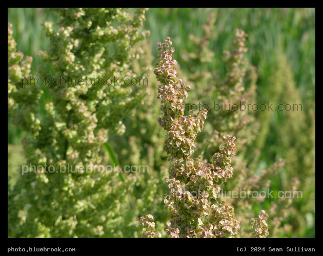 Spires In and Out of Focus - Corvallis MT