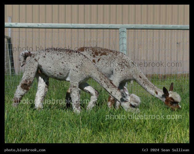 Sisters - Xyliana and Rosetta, Corvallis MT