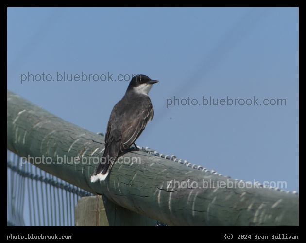 Eastern Kingbird on a Fence - Corvallis MT