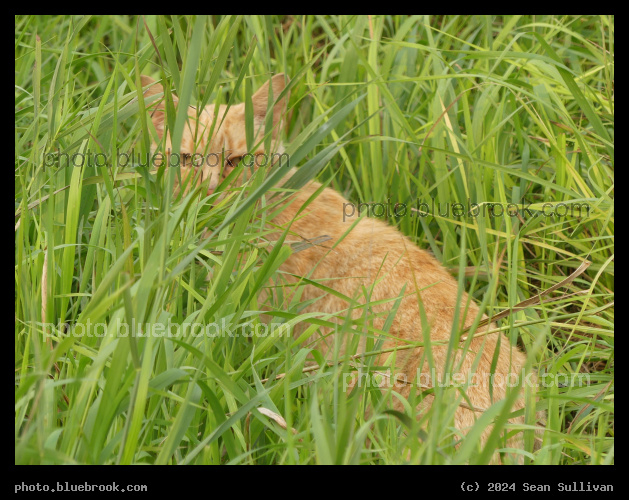 Watching from the Grass - Corvallis MT