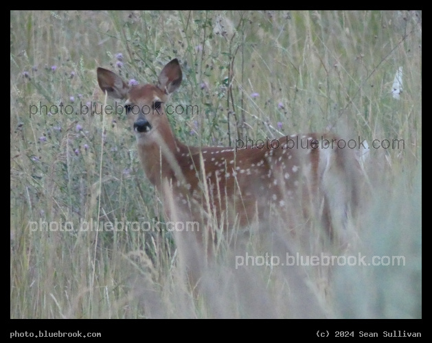 Fawn at Dusk - Corvallis MT