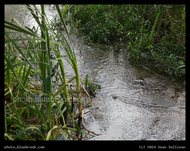 Stream at Dusk - Corvallis MT