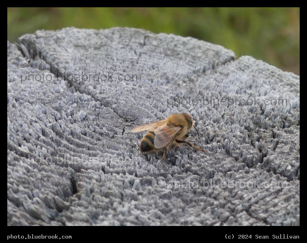 Bee on a Post - Corvallis MT