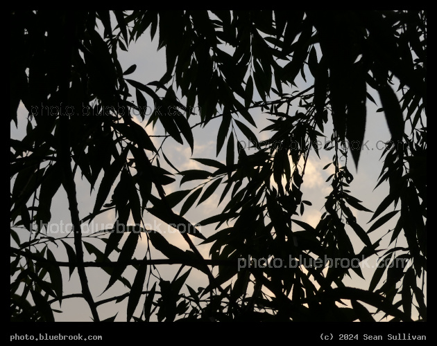 Silhouette of Willow Branches - Corvallis MT