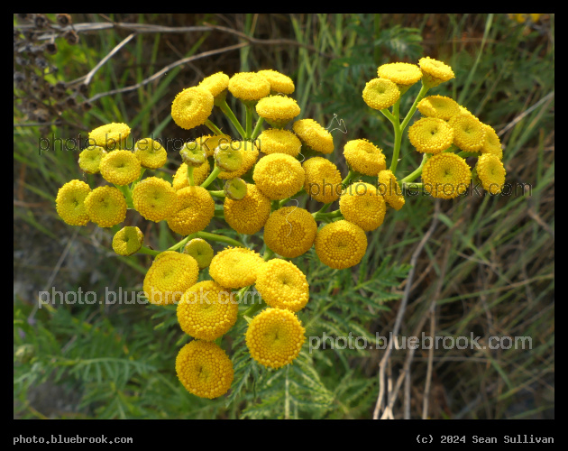 Yellow Cluster - Victor Crossing, MT